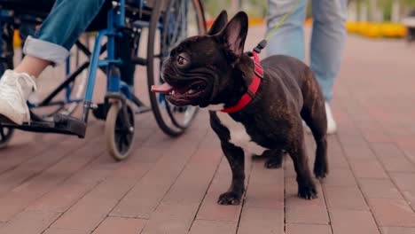 Dog-runs-alongside-his-master,-guy-in-a-wheelchair.-Bottom-view.