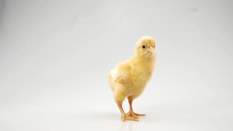 chick-on-a-white-background-Agriculture,-farm-and-Livestock-Concept