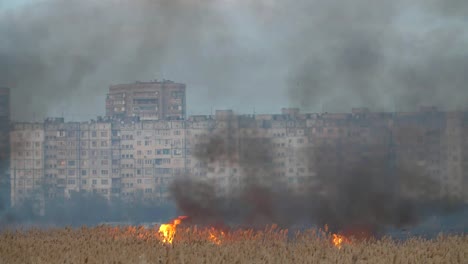 Terrible-vista-de-la-caña-ardiente,-la-cuña-y-el-bulrush-en-los-edificios-de-la-orilla-del-río-Dnipro-en-primavera-en-slo-mo