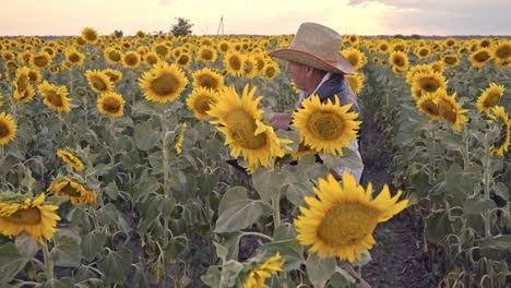 Ein-älterer-Landwirt-fotografiert-Sonnenblumen-und-Sonnenblumenkerne-auf-einer-Tablette-zur-Analyse.-Moderne-Technologien-in-der-Landwirtschaft.