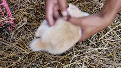 Niño-jugando-con-su-conejo-bebé-al-aire-libre