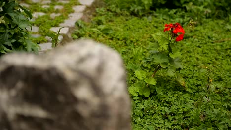 Bright-flower-rising-among-stones,-showing-contrast-between-pure-life-and-death