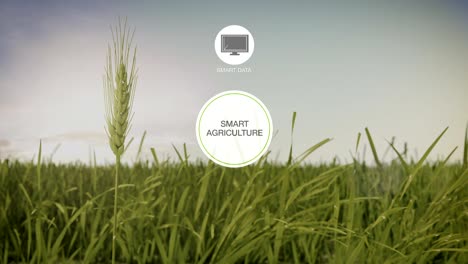 Smart-agriculture-Smart-farming,-Round-information-graphic-icon-on-barley-green-field,-internet-of-things.-4th-Industrial-Revolution.