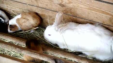 Kaninchen-und-Meerschweinchen-Essen