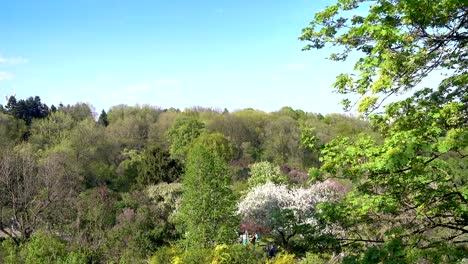 Flowering-of-trees-in-the-spring-in-the-botanical-garden