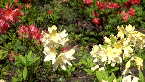 Ein-Blumengarten-im-Park.-Weiße-und-rote-Rhododendren