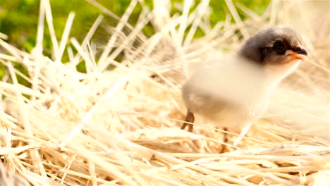 Kleine-Küken-im-Korb.-Close-up