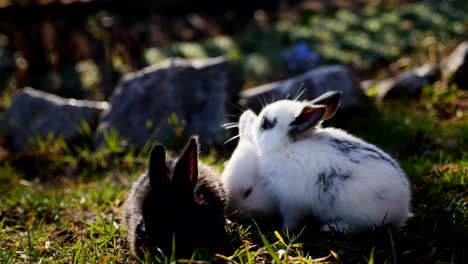 Pequeños-conejos-en-la-hierba-verde-en-primavera