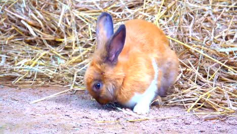 Rabbit-on-ground,-Brow-rabbit-eating-grass