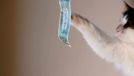 nach-Hause-Katze-Fänge-Pfote-Dollarschein,-Währung-zu-spielen