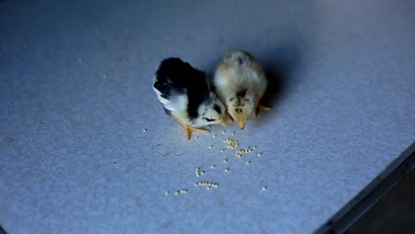 ein-kleines-Neugeborenes-Huhn-geht-auf-einem-Holztisch-und-Korn-pickt.