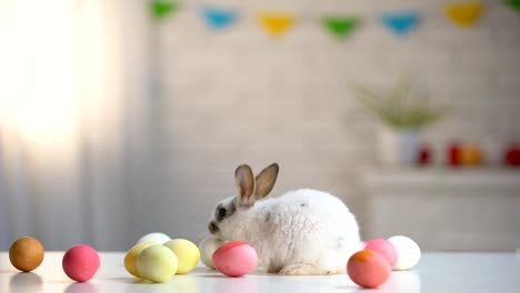 Playful-furry-rabbit-sitting-on-table-with-colorful-eggs,-Easter-symbol,-holiday