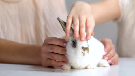 Little-kid-admiring-fluffy-white-rabbit-in-mothers-hands,-stroking-and-playing