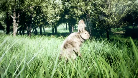 Little-cute-wild-rabbit-run-away-and-hiding-in-the-grass