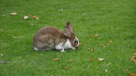 Hare-putzen-sich-im-Freien-im-Feld-4K