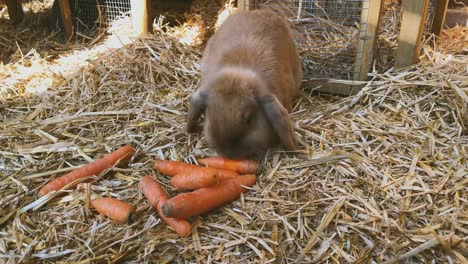 brown,-sweet-rabbit-eats-fresh-carrots-in-the-rabbit-hutch