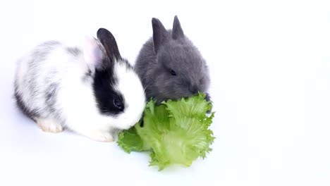 Baby-rabbit-eating-vegetable