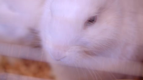 Close-up-shot-of-cute-white-fluffy-rabbit-chewing-in-the-zoo-cage.