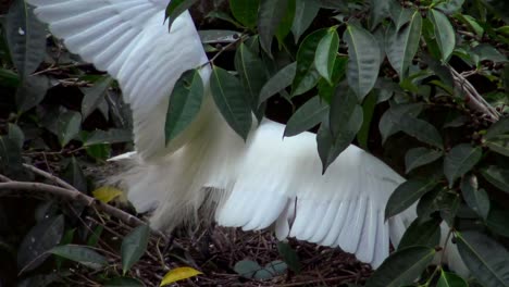 4k,-Weiße-Vögel-Egretta-Garzetta-haben-Sex-im-Nest-mit-Eiern-auf-Baum-des-Sees