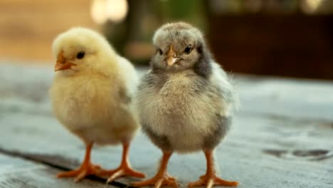 Beautiful-Yellow-and-Grey-Chicks-on-Table