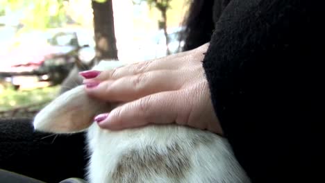 Frau-Hand-kuscheln-flauschige-Kaninchen