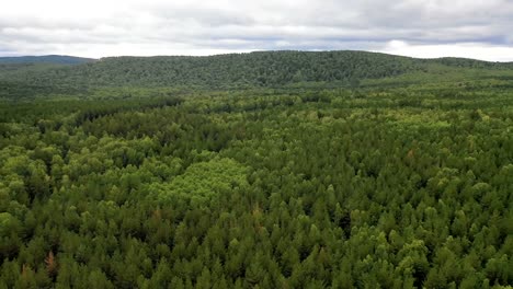 Punto-de-vista-aéreo.-Vuelo-sobre-el-bosque-verde.-Horizonte.