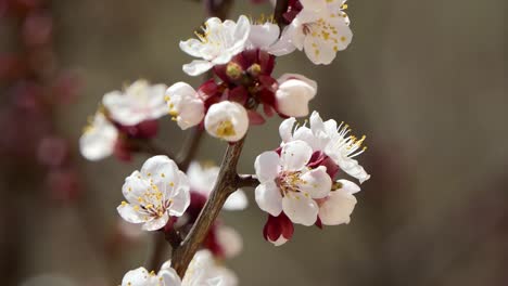 Spring-flowers.-Beautiful-Spring-cherry-tree-blossom,-extreme-close-up.-Easter-fresh-pink-blossoming-cherry-closeup.