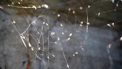 Web-auf-einer-verlassenen-Struktur.-zeitlupe