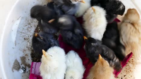 kleine-Huhn-Küken-in-einer-Box,-Küken-in-verschiedenen-Farben,-Nette-kleine-Küken-in-verschiedenen-Farben,