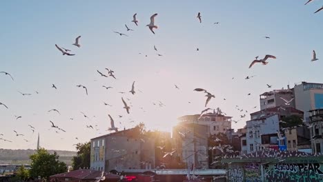 A-flock-of-birds-circling-over-the-pier.-Many-seagulls-on-the-coast-fly-around-a-fishing-vessel.-Birds-on-in-the-rays-of-the-setting-sun-in-slow-motion.