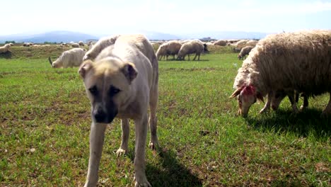 Sheepdog-Guarding-the-Herd-of-Sheep-in-the-Field