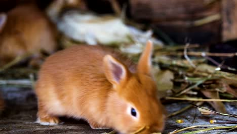 kleine-Kaninchen-Familie-im-Käfig