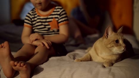 Solo-de-niño-poco-aburrido-en-cama-con-el-gato-mientras-sus-padres-surf-ordenador-portátil-antes-de-dormir