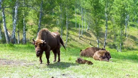 Wisent-(Bison-bonasus).