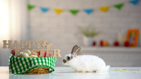 Curious-Easter-bunny-sniffing-decorated-basket-with-colorful-eggs,-tradition