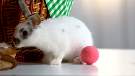 Lustiger-Osterhase-Essen-Sahnehäubchen-auf-Cupcake-sitzen-in-der-Nähe-von-Korb-mit-Eiern,-Spaß