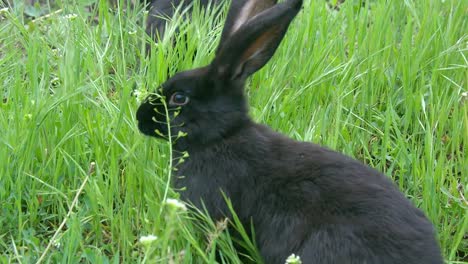 A-pair-of-black-rabbits-eating-grass-on-the-meadow-near-stump