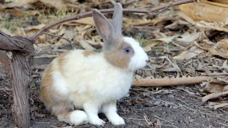 Wild-rabbit-in-nature.