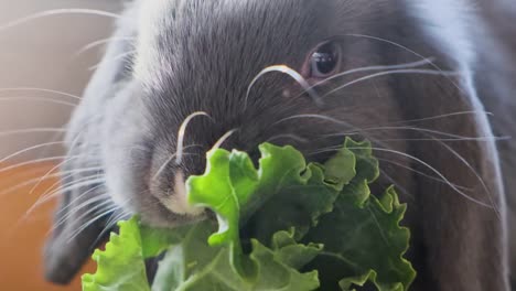 Belier-holland-lop-rabbit-eating-vegetables