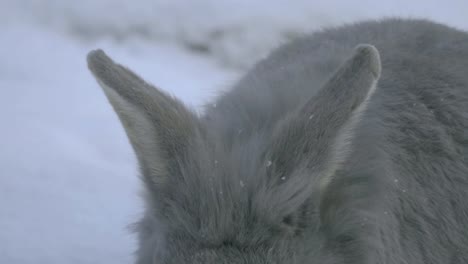 Close-up-of-grey-rabbit-head