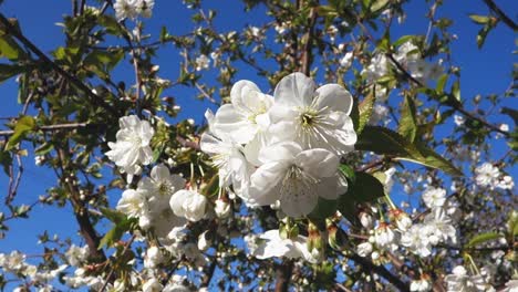 Schöne-Frühlingskirschblüte.-Ostern-frische-blühende-Kirschnahmebauerei.