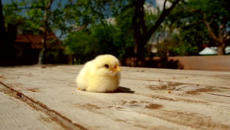 Beautiful-Yellow-Chick-on-Table