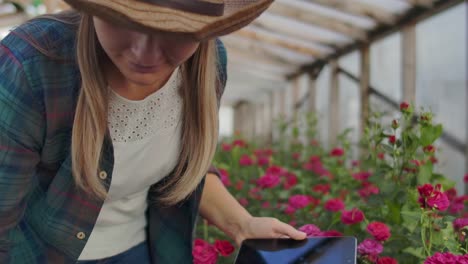 Hermosa-florista-mujer-camina-a-través-del-invernadero-con-una-tableta-de-tableta-comprueba-las-rosas-cultivadas,-realiza-un-seguimiento-de-la-cosecha-y-comprobar-la-flor-para-los-clientes-de-negocios.