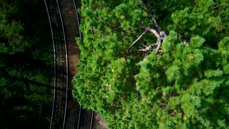 Vertikale-Ansicht-von-oben-auf-die-Straßenbahn-in-den-grünen-Wald.-Drohnenflug