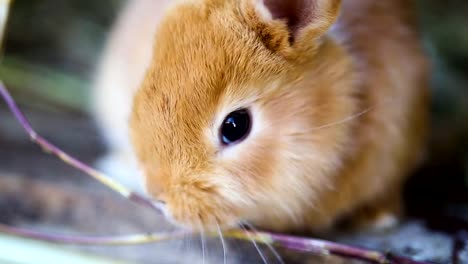 little-red-rabbits-at-the-cage