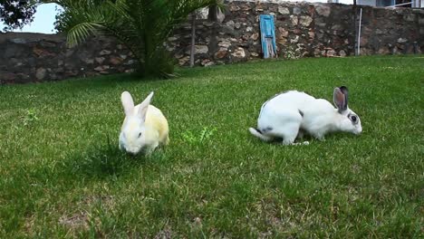 Hase-Kaninchen-gemeinsam-essen