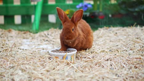 Easter-bunnies-play,-eat-and-rest-in-the-paddock.