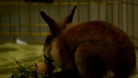 slow-motion-brown-bunny-picking-at-grass