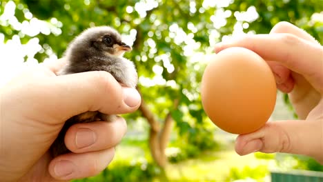 Chicken-or-the-egg.-In-one-hand-the-chick-in-the-other-hand-is-an-egg.