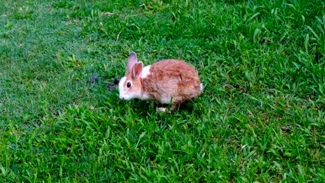 Cute-brown-rabbit-eating-grass-in-forest-Thailand,-UHD-4K-video